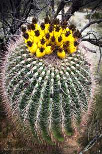 Barrel cactus, Catalina State Park-6410.jpg